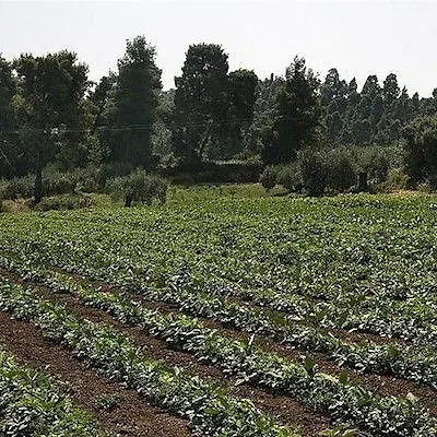 Ghotels Macedonian Sun 호텔 Kallithea (Chalkidiki)