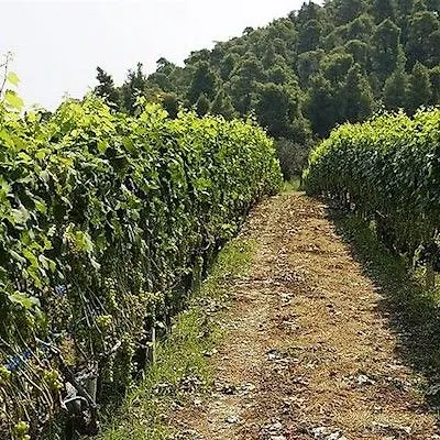 Отель Ghotels Macedonian Sun Kallithea (Chalkidiki)