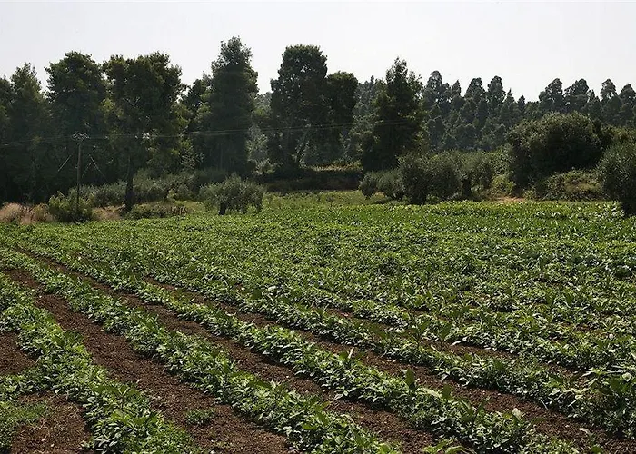 Отель Ghotels Macedonian Sun 3*