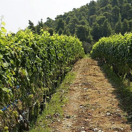 Ghotels Macedonian Sun Hotel 3*