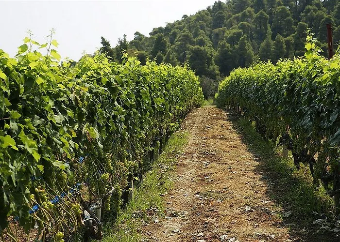 Ghotels Macedonian Sun Hotel 3*